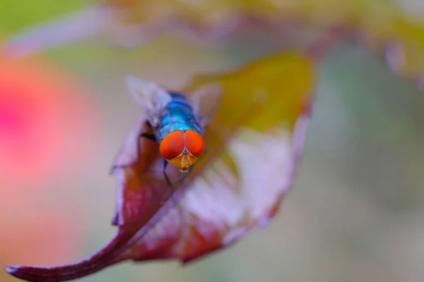 Makrofotografie Nahaufnahme Einer Orangefarbenen Blauen Fliege Auf Einem Braunen Blatt — Stockfoto