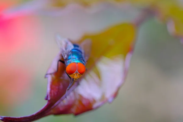 宏观摄影 印尼万隆市的一个公园里 一只橙色眼睛的蓝色苍蝇栖息在一片褐色的叶子上 拍摄了一张特写镜头 — 图库照片
