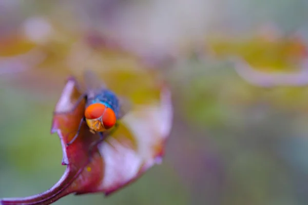 Macro Photography Closeup Shot Orange Eyed Blue Fly Perched Brown — Stock Photo, Image