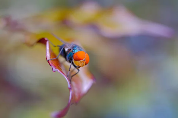 宏观摄影 印尼万隆市的一个公园里 一只橙色眼睛的蓝色苍蝇栖息在一片褐色的叶子上 拍摄了一张特写镜头 — 图库照片