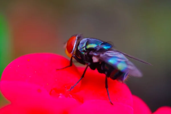 stock image Macro Photography. Closeup photo of Calliphora vomitoria or commonly called the orange-bearded blue bottle fly relaxing on red flower in a park in Bandung city - Indonesia