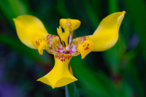 Macro Photography. Closeup photo of bright yellow trimezia flower petals in a garden in Bandung city - Indonesia