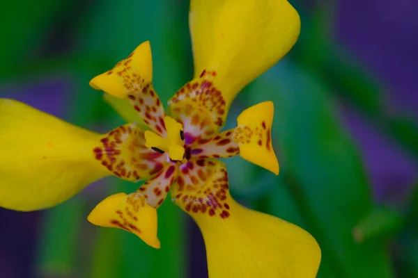 Macro Photography Closeup Photo Bright Yellow Trimezia Flower Petals Garden — Stock Photo, Image