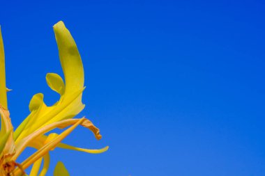 Makro Fotoğrafçılık. Yakın plan, Endonezya 'nın Bandung şehrinde parlak mavi bir gökyüzü arka planına sahip bir nigella orientalis çiçeği.