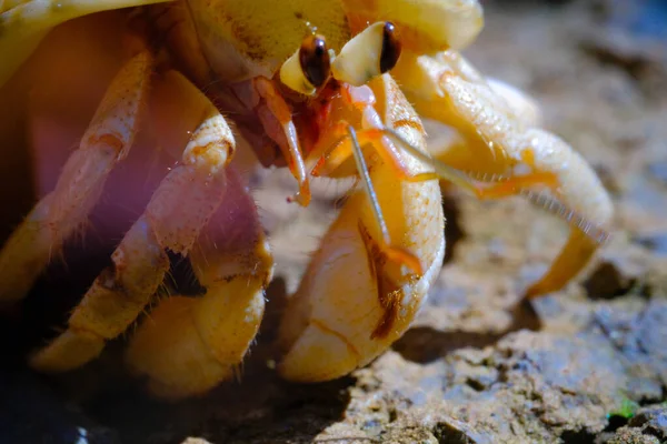 宏观摄影 印度尼西亚万隆市 一只隐居蟹在草地上行走时被枪杀 — 图库照片