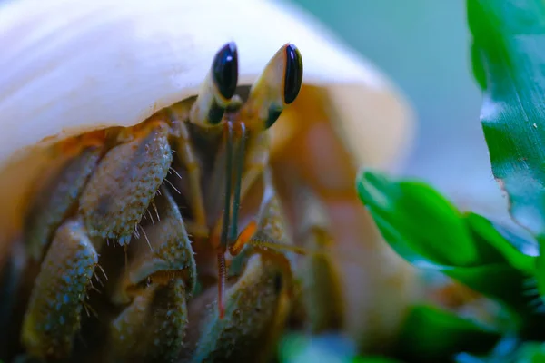 Macro Photographie Plan Rapproché Crabe Ermite Marchant Sur Herbe Dans — Photo