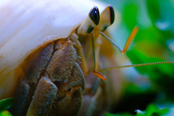 宏观摄影 印度尼西亚万隆市 一只隐居蟹在草地上行走时被枪杀 — 图库照片