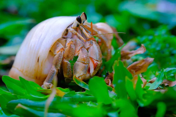 Macro Photographie Plan Rapproché Crabe Ermite Marchant Sur Herbe Dans — Photo