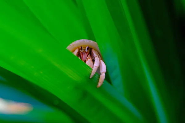 宏观摄影 在印度尼西亚万隆市的一个花园 隐士蟹在潘丹树叶中栖身 马克罗斯 — 图库照片