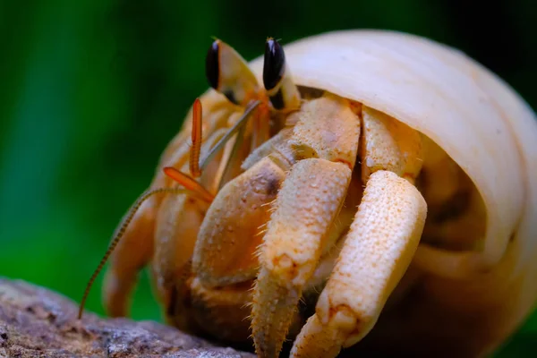 Crabe Ermite Carapace Grise Macro Gros Plan Animal Crabe Ermite — Photo