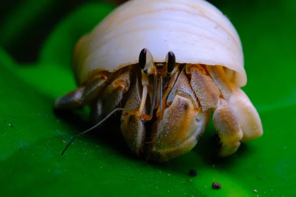 大白鲨壳的隐蟹 动物特写 Coenobita Brevimanus 试图离开潘丹叶子 印度尼西亚隐蟹 — 图库照片