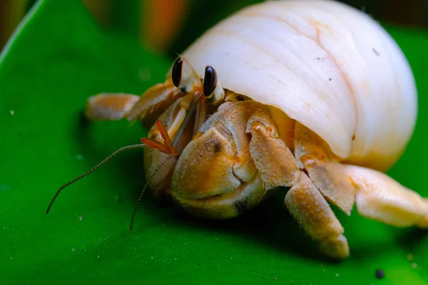 Crabe Ermite Carapace Blanche Macro Gros Plan Animal Crabe Ermite — Photo