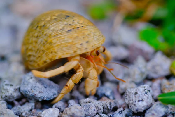 灰壳蟹 动物特写 爬行在草地上的寄居蟹 Coenobita Brevimanus 和花园里的砾石 印度尼西亚寄居蟹 — 图库照片