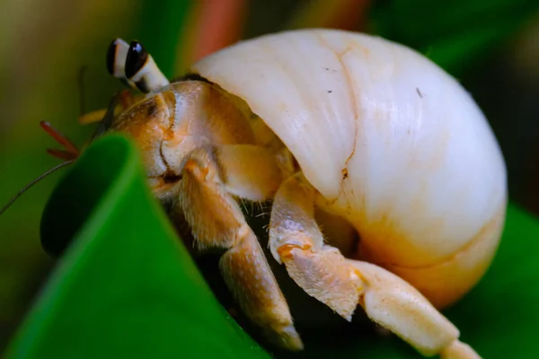大白鲨壳的隐蟹 动物特写 Coenobita Brevimanus 试图离开潘丹叶子 印度尼西亚隐蟹 — 图库照片