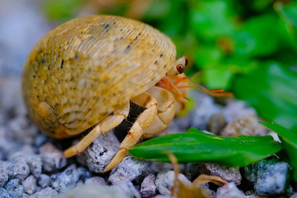 灰壳蟹 动物特写 爬行在草地上的寄居蟹 Coenobita Brevimanus 和花园里的砾石 印度尼西亚寄居蟹 — 图库照片