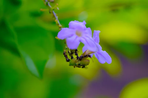 Makrofotografie Makroaufnahme Einer Ameisengruppe Die Von Blumen Schwärmt Hof Eines — Stockfoto
