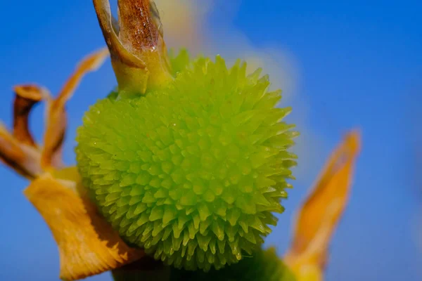 印度尼西亚万隆 绿色荆棘果实 植物特写 绿色果实 带有荆棘质感 生长在花园中 — 图库照片