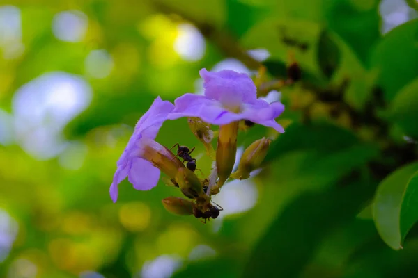 Μακρο Φωτογραφία Macro Shot Μιας Ομάδας Μυρμηγκιών Σμήνος Λουλουδιών Στην — Φωτογραφία Αρχείου