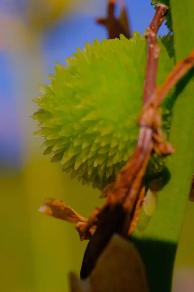 印度尼西亚万隆 绿色荆棘果实 植物特写 绿色果实 带有荆棘质感 生长在花园中 — 图库照片
