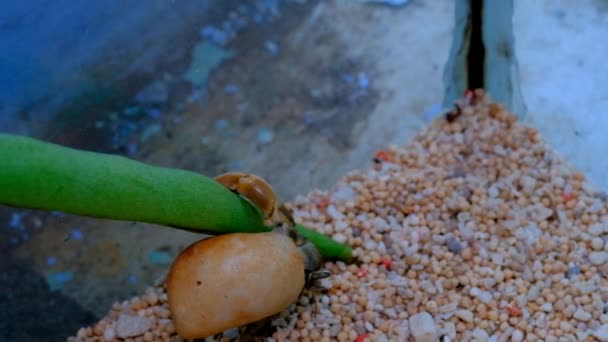 动物的形象 一个隐士蟹从豆科植物下降到笼底的视频 印度尼西亚 — 图库视频影像