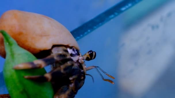 动物的形象 一个隐士蟹从豆科植物下降到笼底的视频 印度尼西亚 — 图库视频影像