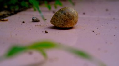 Hayvan Görüntüleri. Bir keşiş yengecin uykudan uyanıp Endonezya 'nın Bandung bölgesinde kaçtığı bir video.