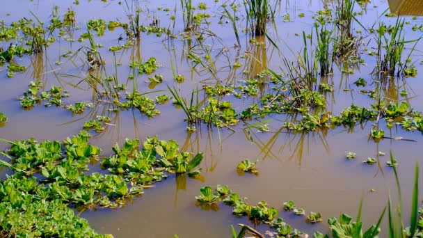 Nagranie Natury Filmik Falami Środku Rzeki Wypełnionej Hiacyntem Wodnym Rejonie — Wideo stockowe