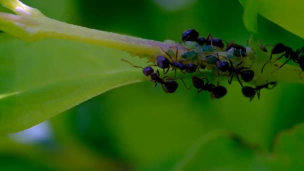 Zvířecí Záznam Makro Video Mravenčí Kolonie Implantující Vajíčka Větviček Listí — Stock video