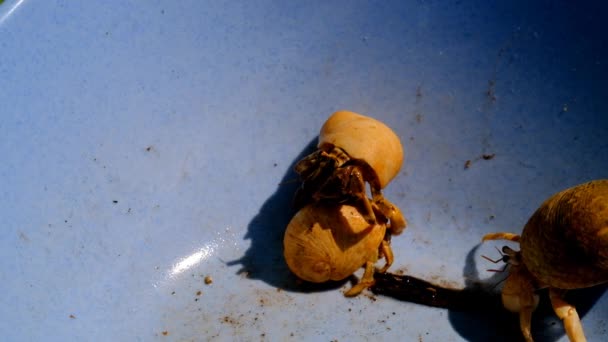Imagens Animais Vídeo Três Caranguejos Eremitas Tocando Uma Tigela Azul — Vídeo de Stock