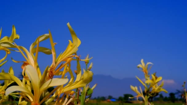 花的花纹 在印度尼西亚万隆地区的一个花园里 一朵花被风吹得飘飘欲仙 — 图库视频影像