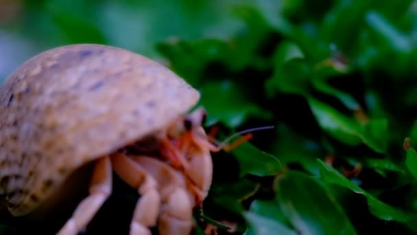 动物的形象 4K隐士蟹视频 隐士蟹在花园里的草丛中醒来 印度尼西亚 — 图库视频影像