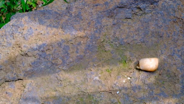 动物的形象 4K隐士蟹视频 寄居蟹在花园里放的一块大石头上跑来跑去 印度尼西亚 — 图库视频影像