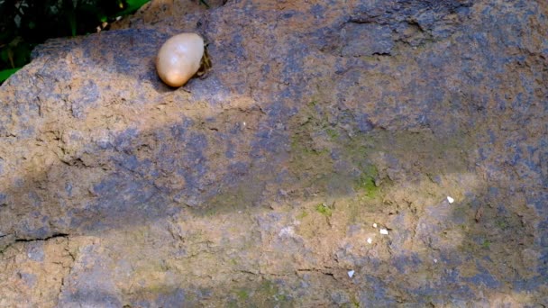 动物的形象 4K隐士蟹视频 寄居蟹在花园里放的一块大石头上跑来跑去 印度尼西亚 — 图库视频影像