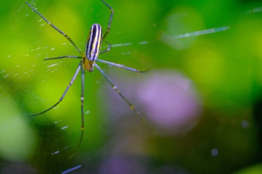 Vahşi Örümcek, Hayvan Kapanışı, Altın Küre Ağı Örümceği (Nephila pilipes) bir bahçede örümcek ağında yürüyor, makro lens, Bandung - Endonezya kullanarak fotoğraf çekiliyor. Makro