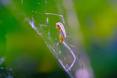 Vahşi Örümcek, Hayvan Kapanışı, Altın Küre Ağı Örümceği (Nephila pilipes) bir bahçede örümcek ağında yürüyor, makro lens, Bandung - Endonezya kullanarak fotoğraf çekiliyor. Makro