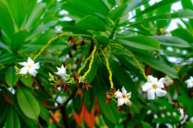 Beyaz Yasemin Çiçeği, Çiçek Yakını, Beyaz Yasemin Çiçeği (Jasminum Sambac) evin bahçesinde büyüyen, makro lens kullanılarak çekilen, Bandung - Endonezya