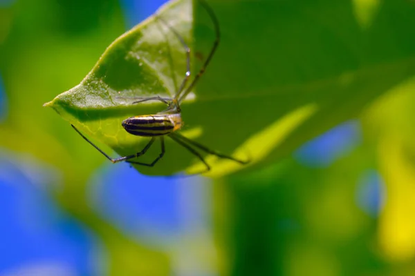 印度尼西亚万隆 尼泊尔皮利普斯蜘蛛 动物特写 金球网蜘蛛 尼泊尔皮利普斯 在花园里的树叶上爬行 用宏观镜头拍照 — 图库照片