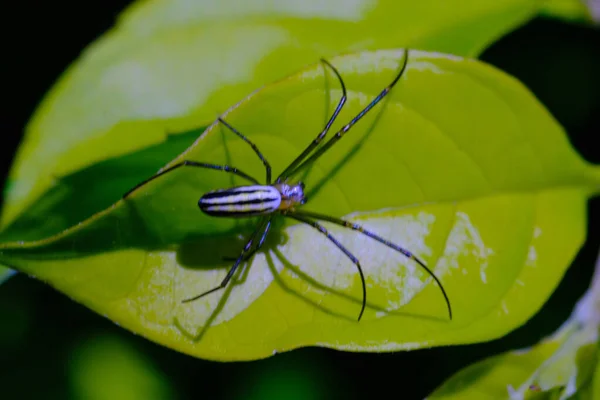 Nephila Pilipes Spider Djur Närbild Golden Orb Web Spindel Nephila — Stockfoto