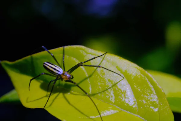 Nephila Pilipes Spider Tierische Nahaufnahme Goldkugelnetzspinne Nephila Pilipes Die Auf — Stockfoto