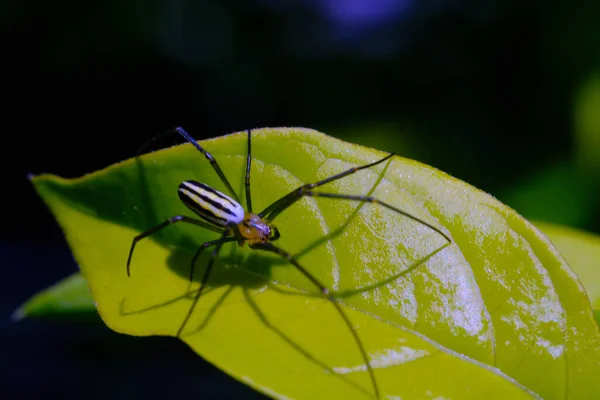 印度尼西亚万隆 尼泊尔皮利普斯蜘蛛 动物特写 金球网蜘蛛 尼泊尔皮利普斯 在花园里的树叶上爬行 用宏观镜头拍照 — 图库照片