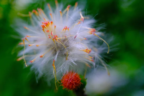 Цветок Одуванчика Крупный План Цветов Полураздутый Цветок Одуванчика Taraxacum Дворе — стоковое фото