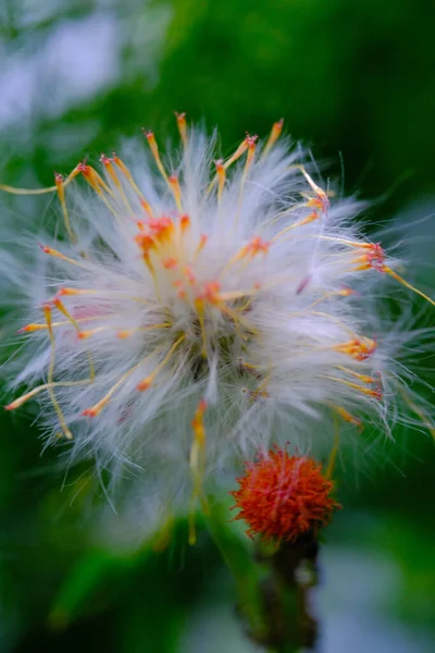 Kwiat Mniszka Lekarskiego Kwiat Bliska Półdmuchany Kwiat Mniszka Lekarskiego Taraxacum — Zdjęcie stockowe