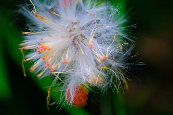 Цветок Одуванчика Крупный План Цветов Полураздутый Цветок Одуванчика Taraxacum Дворе — стоковое фото
