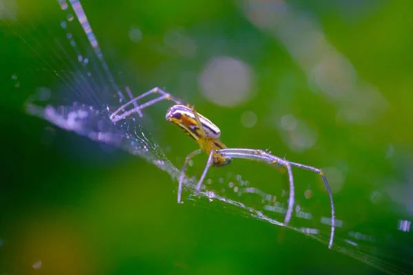 Wild Spider Animal Närbild Golden Orb Web Spindel Nephila Pilipes — Stockfoto