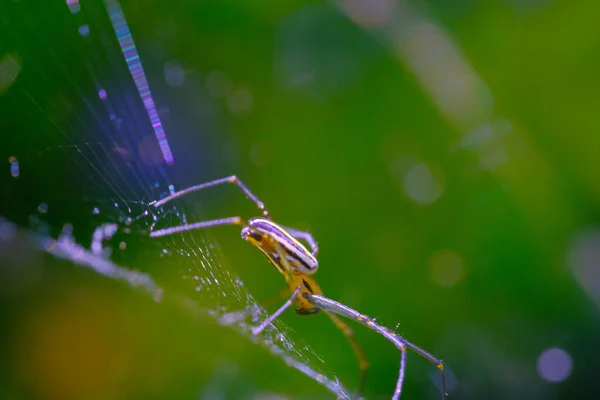 野生蜘蛛 动物特写 金色的球状蜘蛛网蜘蛛 Nephila Pilipes 在花园的蜘蛛网中行走 用宏观镜头拍照 印度尼西亚万隆 — 图库照片