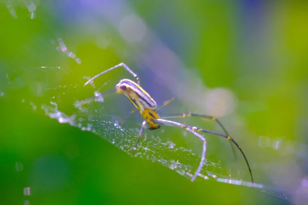 Araignée Sauvage Gros Plan Animal Araignée Dorée Nephila Pilipes Marchant — Photo