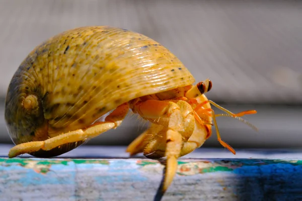 Crabe Ermite Gros Plan Animal Crabe Ermite Coenobita Brevimanus Rampant — Photo