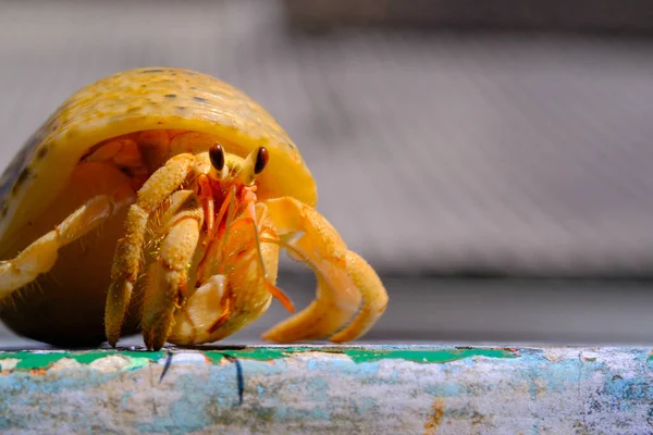 Hermit Crab Animal Closeup Hermit Crab Coenobita Brevimanus Crawling Platform — Stock Photo, Image