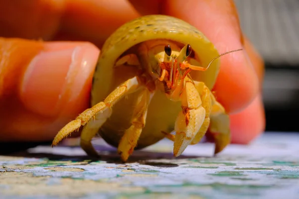 Hermit Crab Animal Closeup Hermit Crab Coenobita Brevimanus Ranging Platform — 스톡 사진
