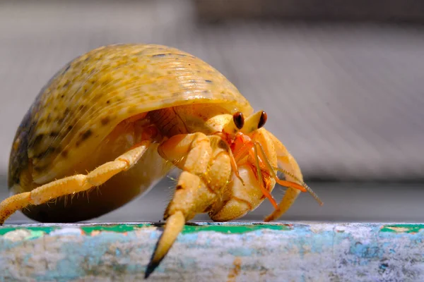 Crabe Ermite Gros Plan Animal Crabe Ermite Coenobita Brevimanus Rampant — Photo